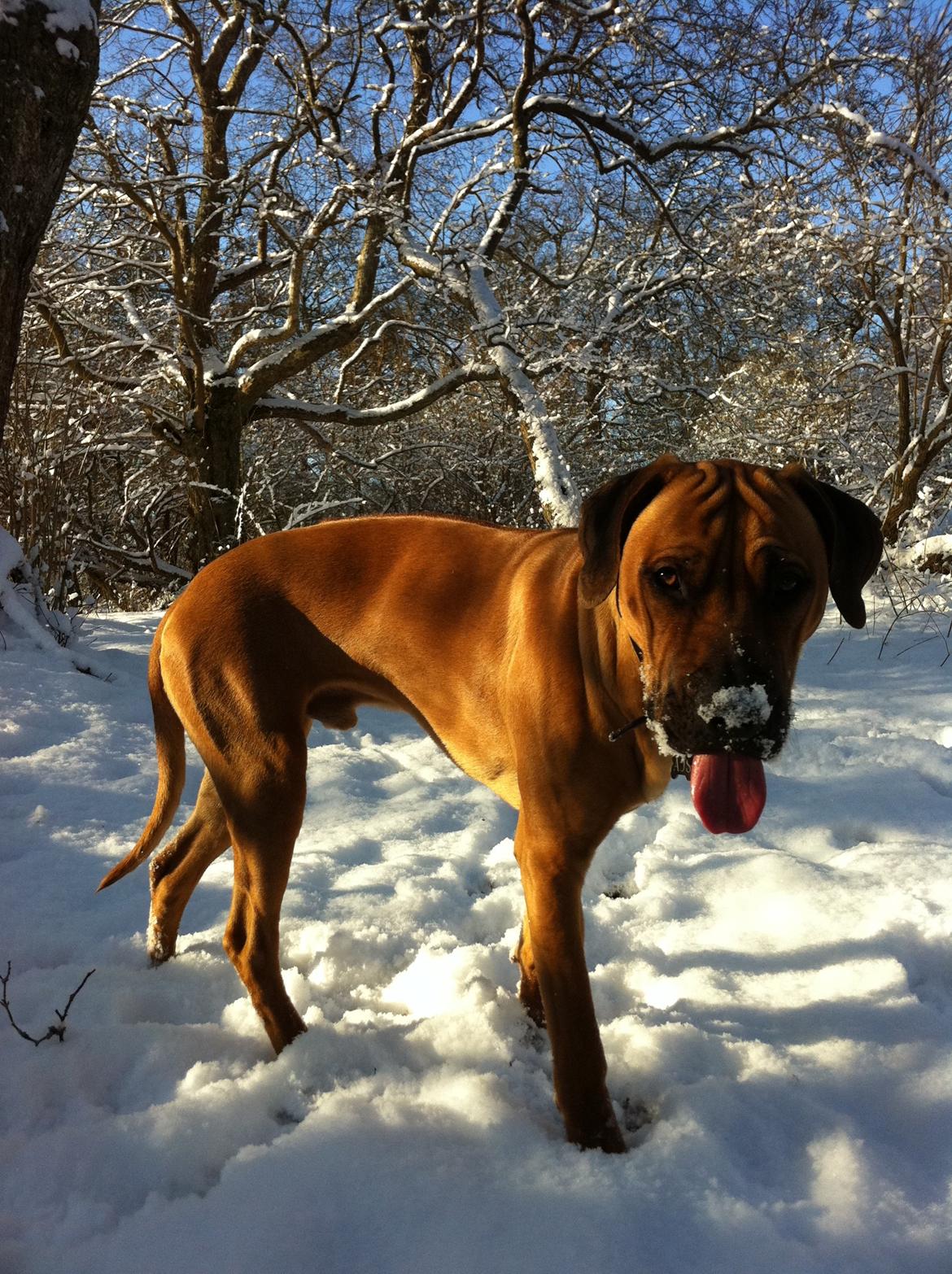Rhodesian ridgeback Ajs billede 14