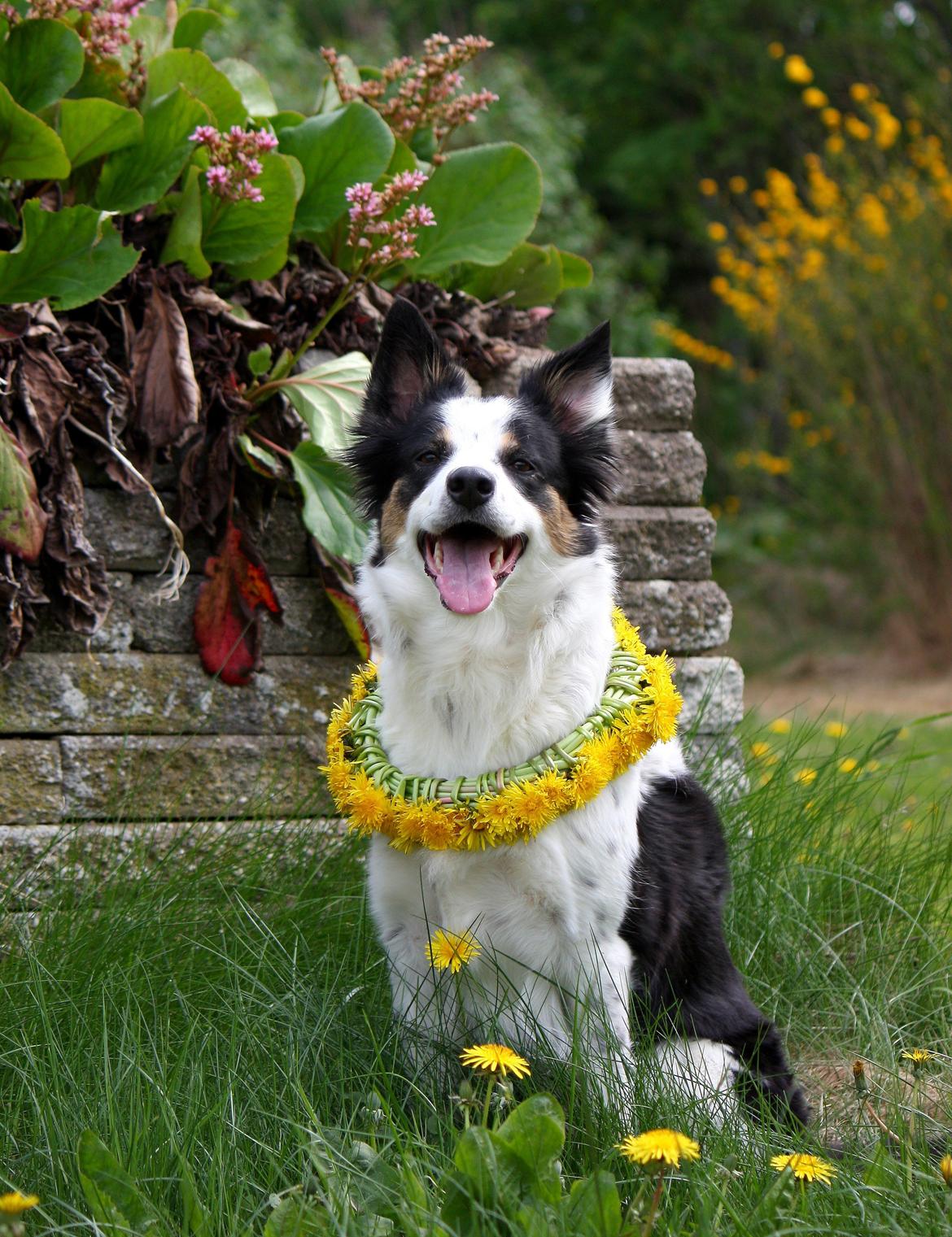 Border collie Tia - 12 år billede 1