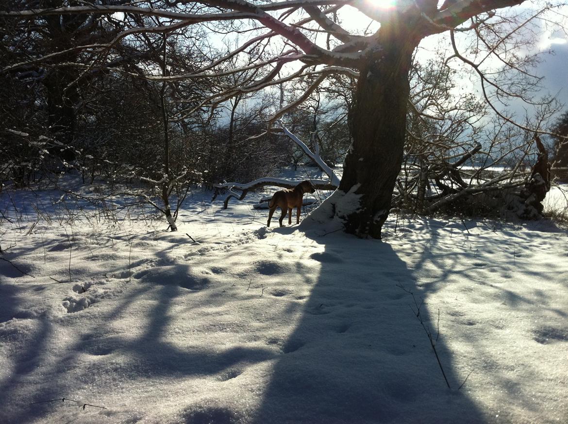 Rhodesian ridgeback Ajs billede 15