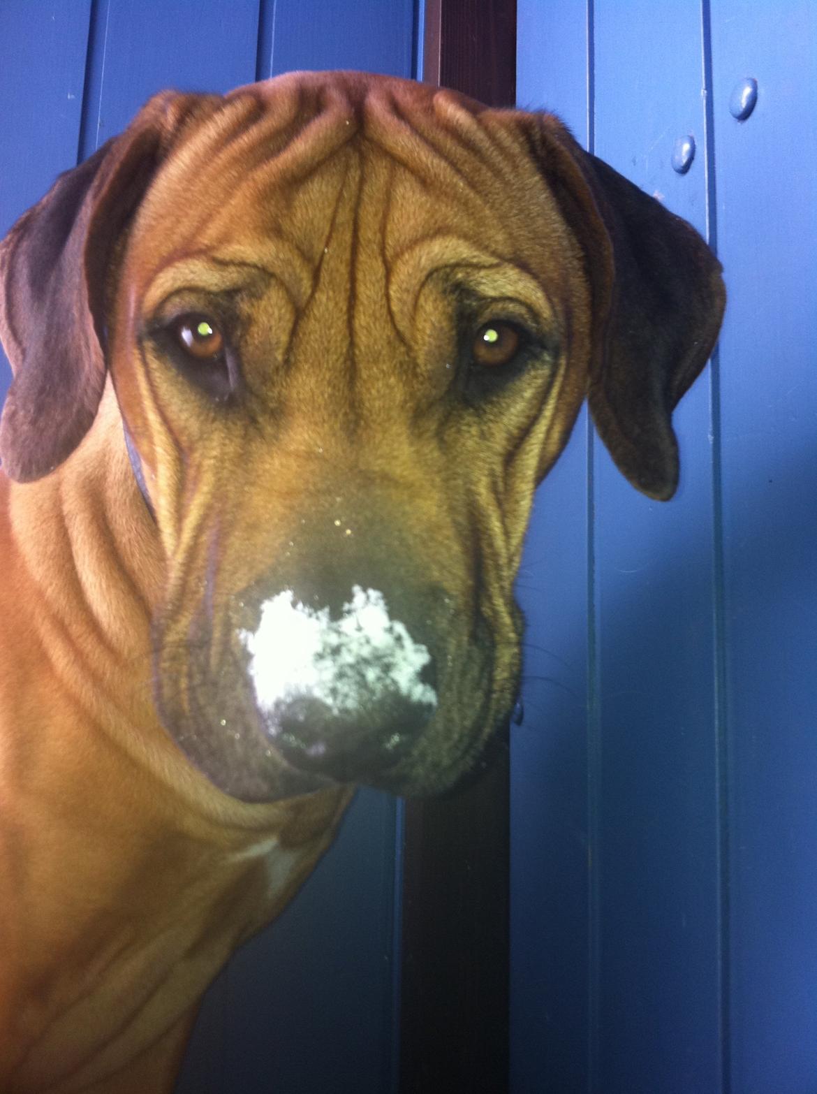 Rhodesian ridgeback Ajs billede 16