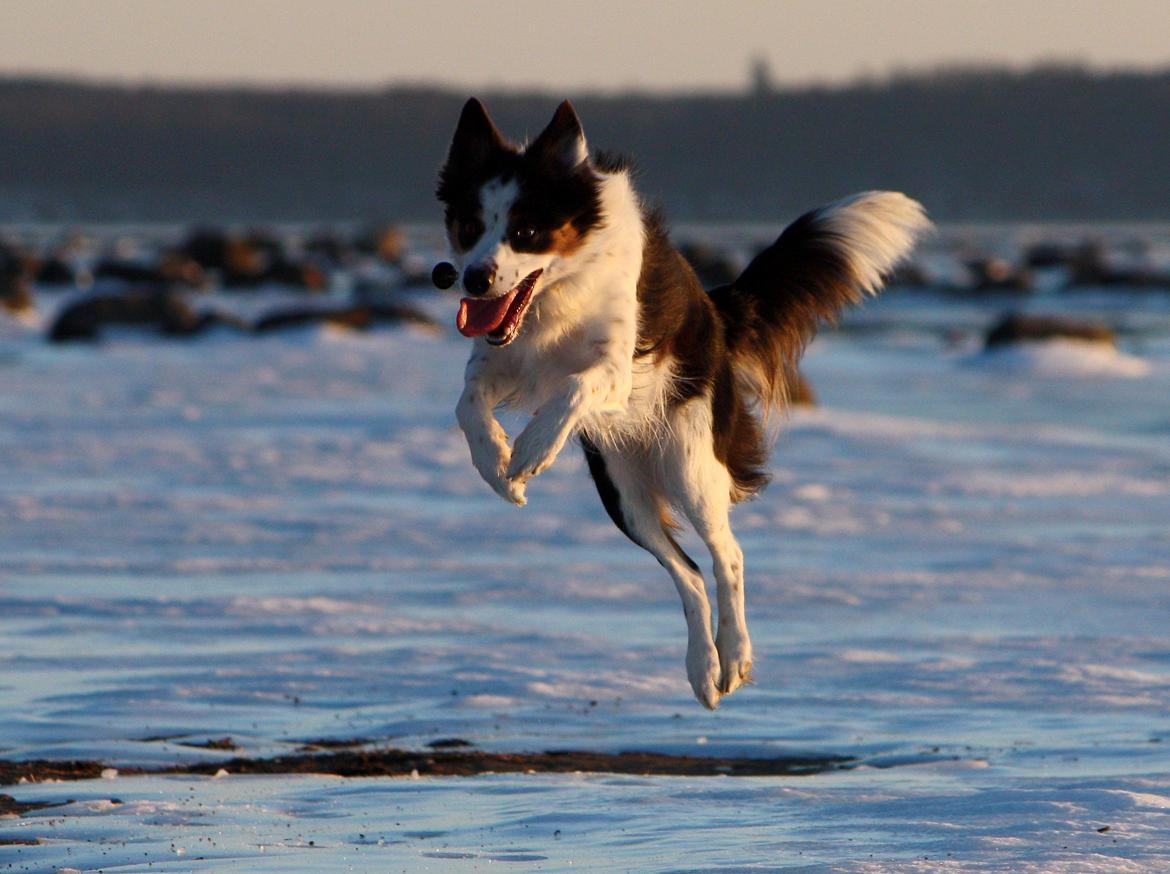 Border collie Tia - 12 år billede 8