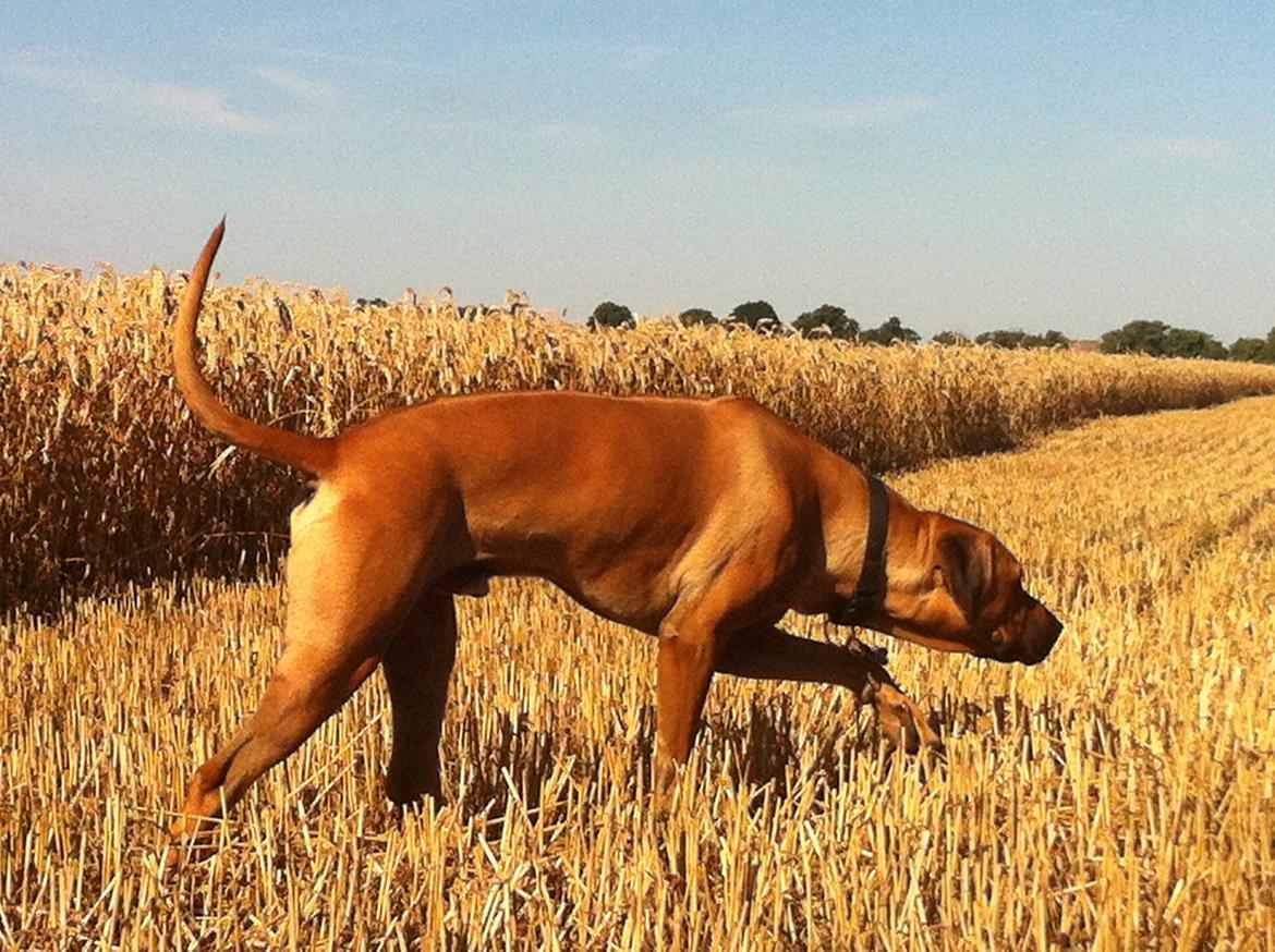 Rhodesian ridgeback Ajs billede 18