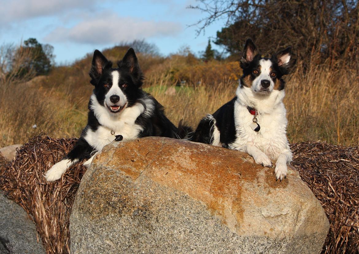 Border collie Tia - 12 år billede 7