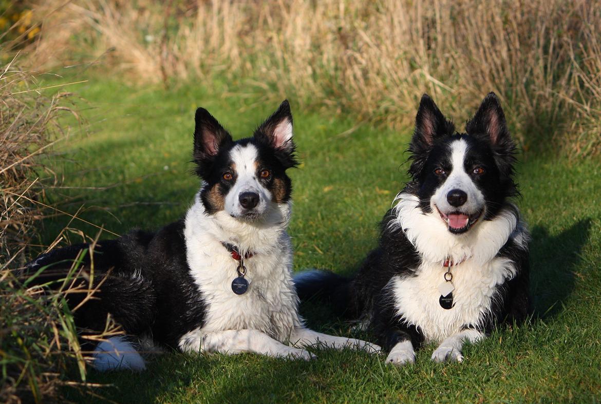 Border collie Tia - 12 år billede 5