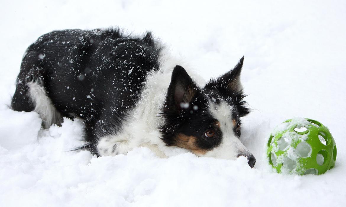 Border collie Tia - 12 år billede 9