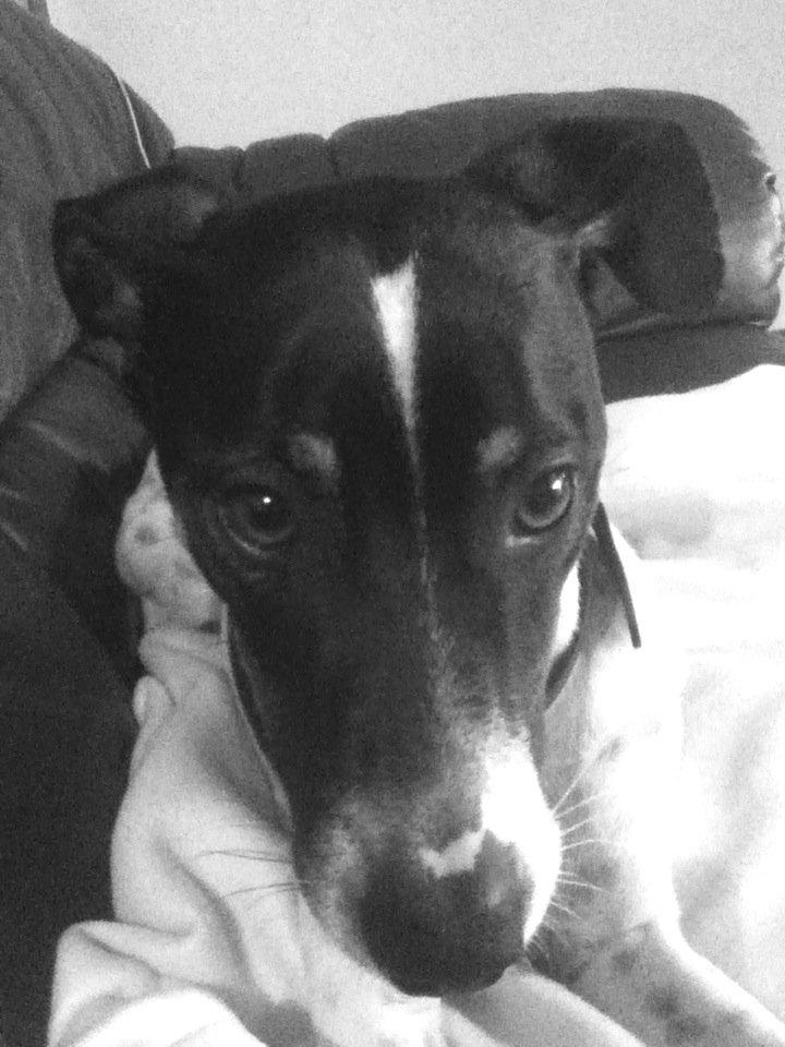 Dansk svensk gaardhund Stitch billede 1