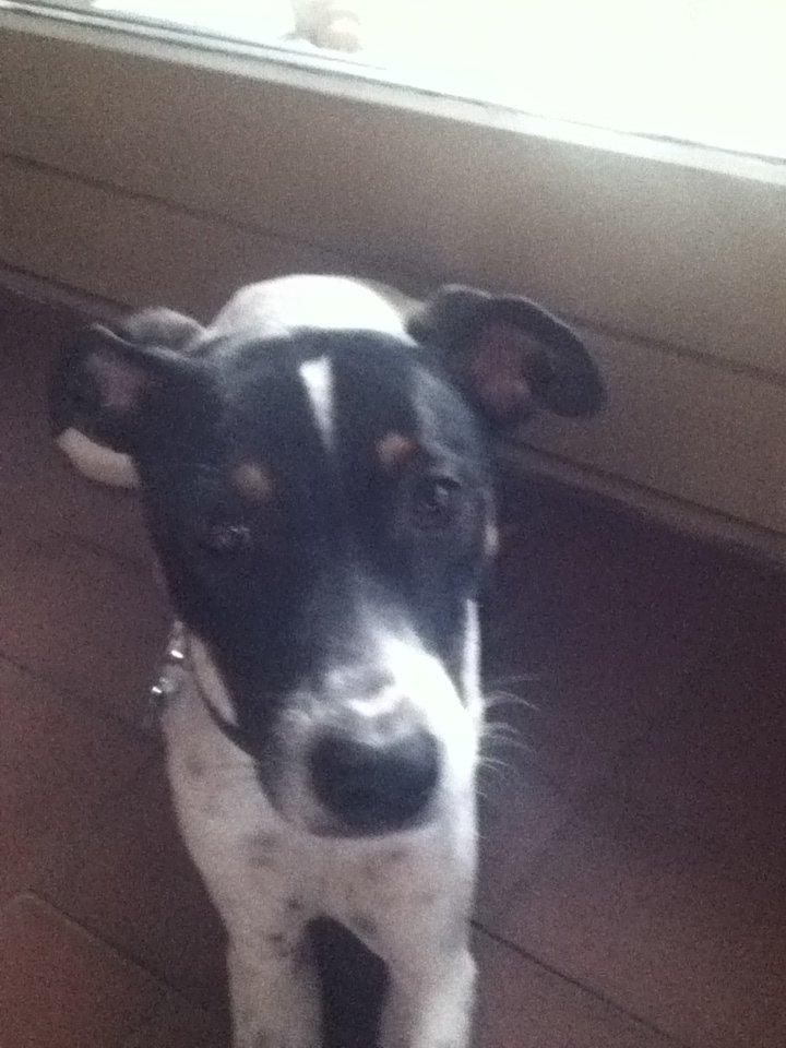 Dansk svensk gaardhund Stitch billede 2