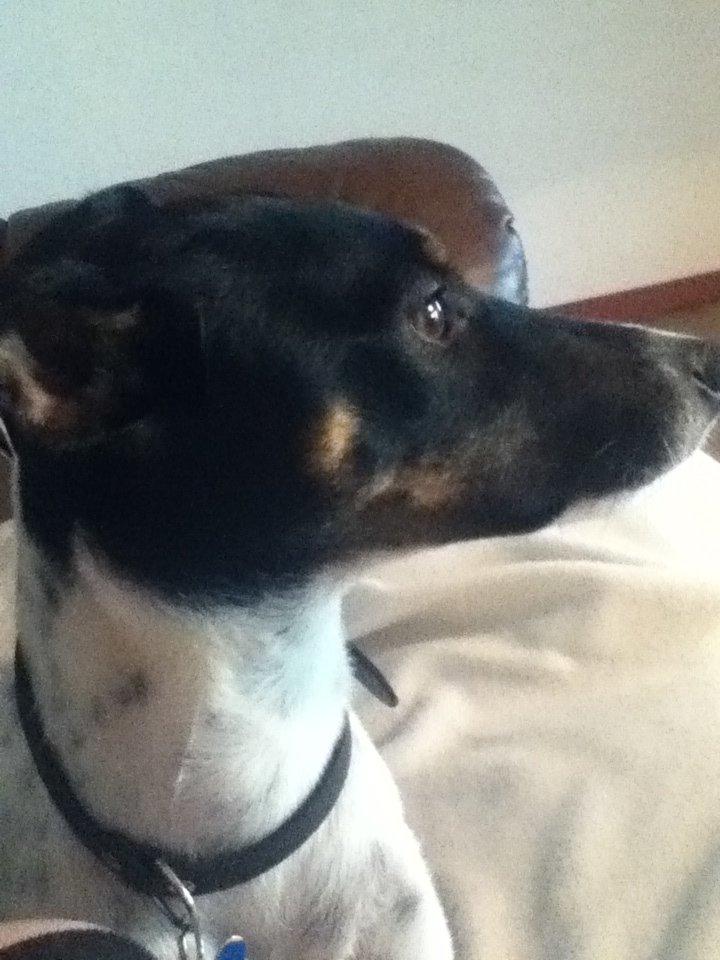 Dansk svensk gaardhund Stitch billede 3