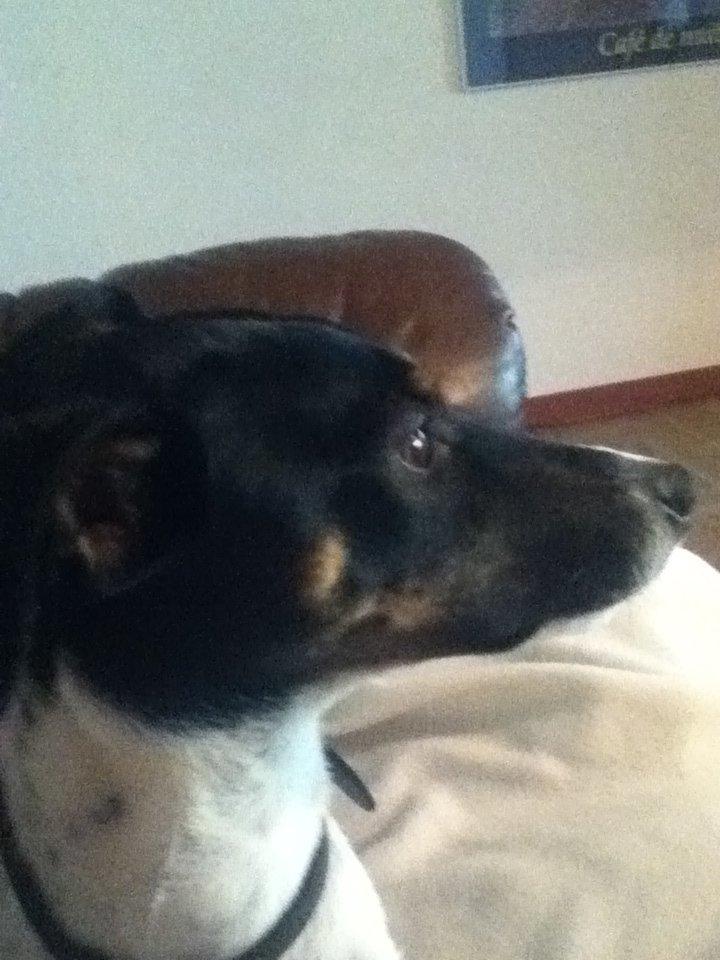 Dansk svensk gaardhund Stitch billede 4