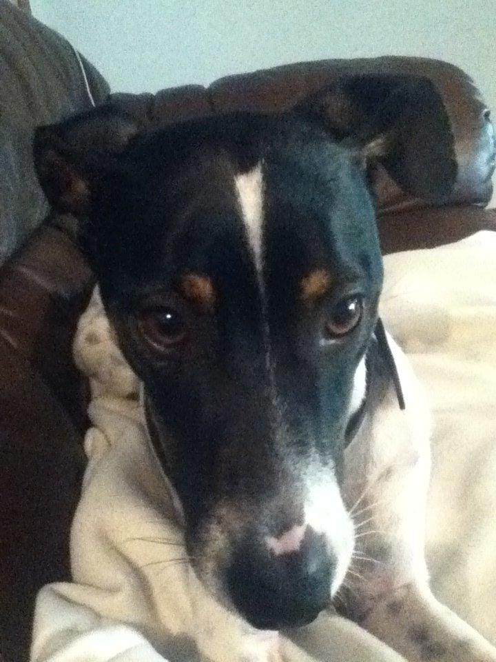 Dansk svensk gaardhund Stitch billede 5