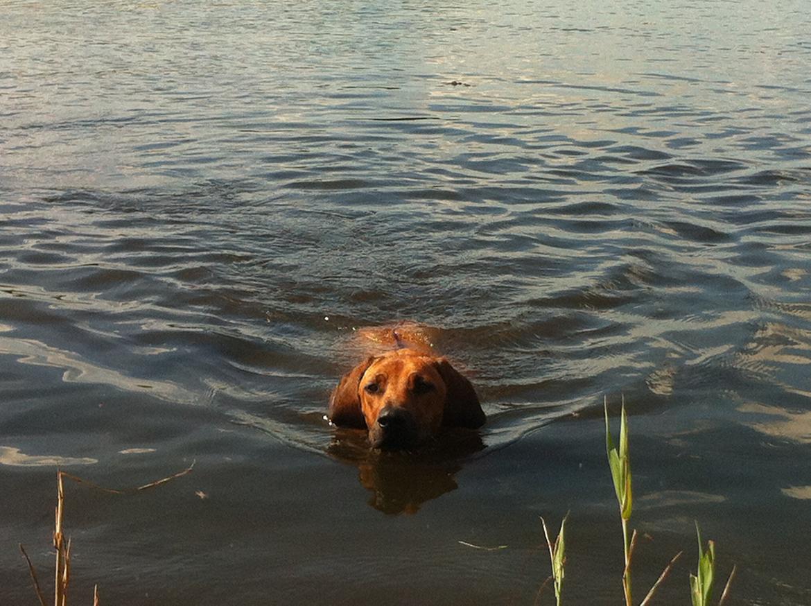 Rhodesian ridgeback Zia billede 1