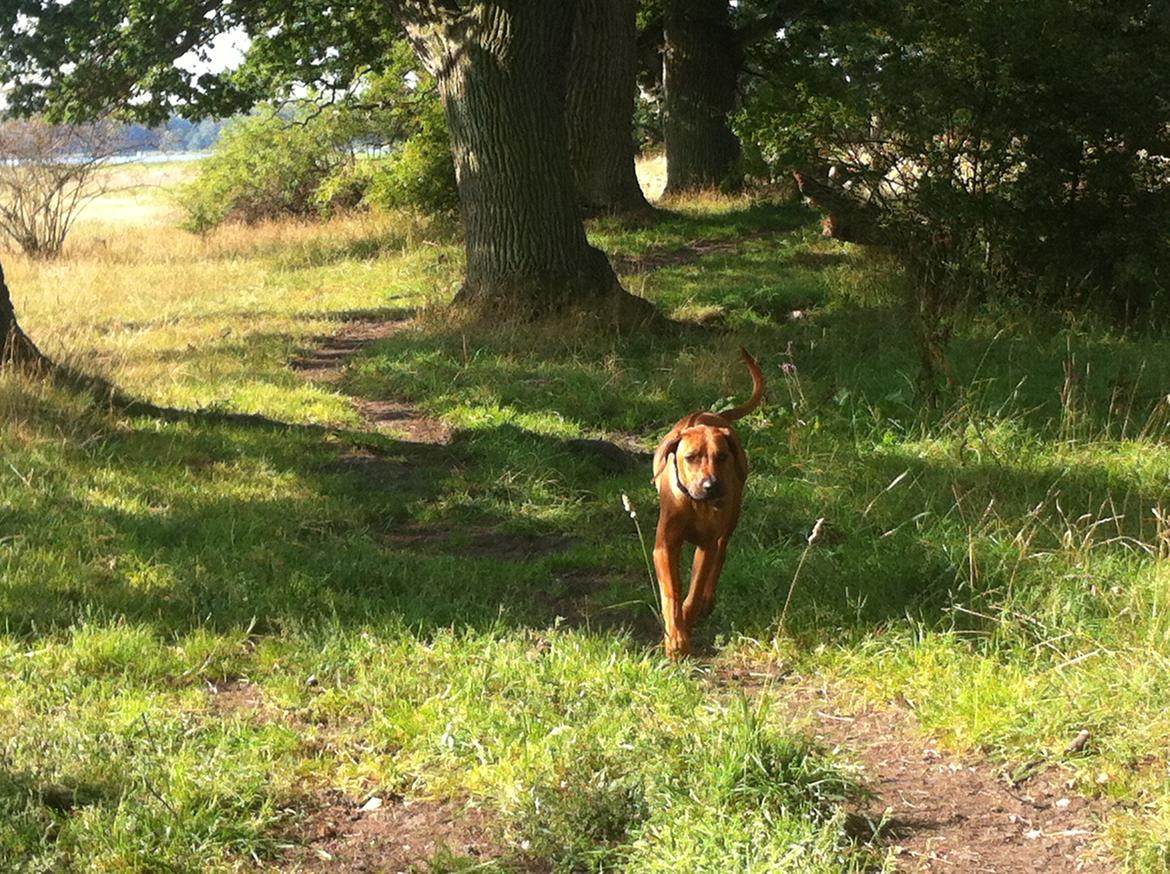 Rhodesian ridgeback Zia billede 2