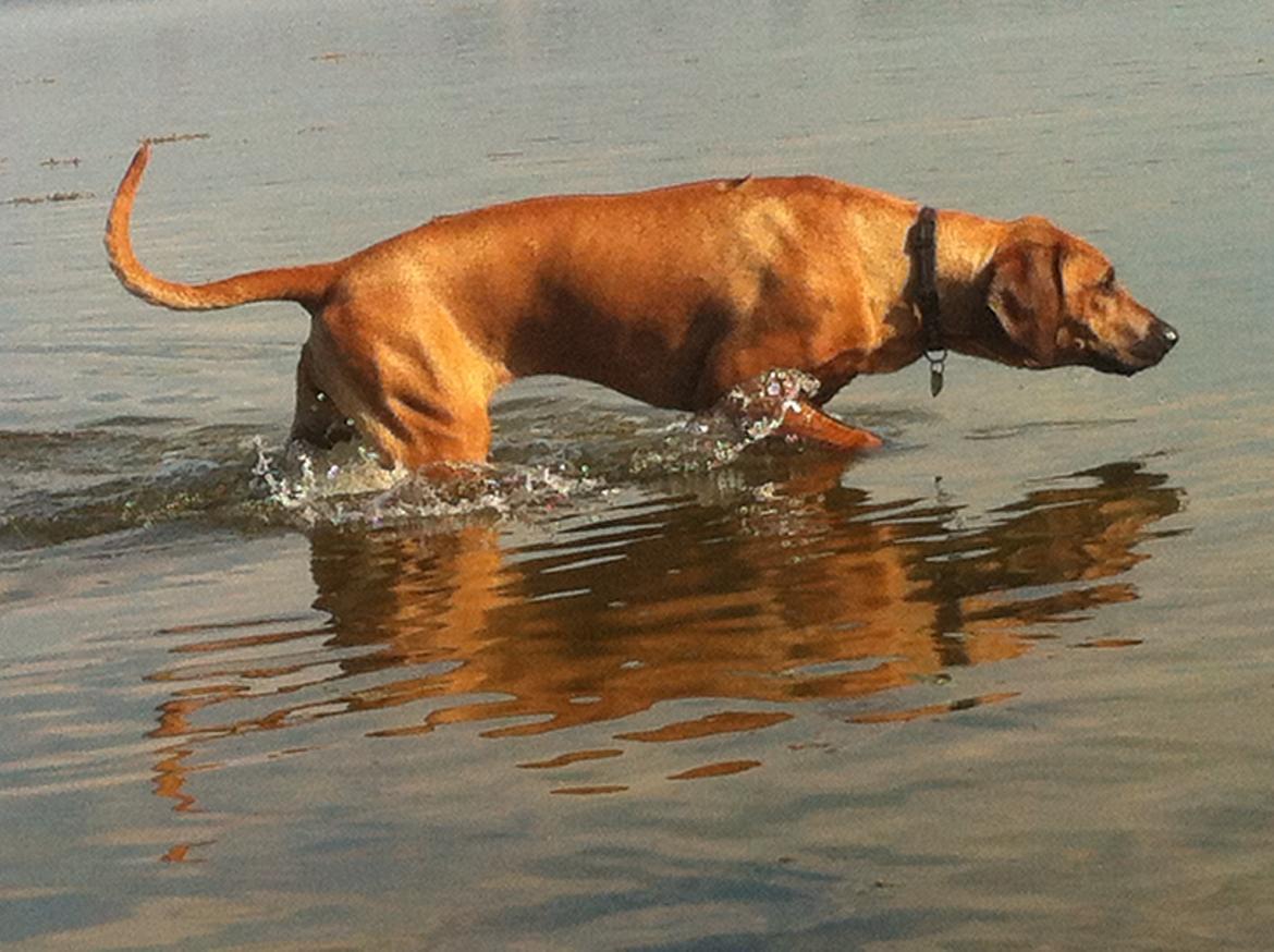 Rhodesian ridgeback Zia billede 3