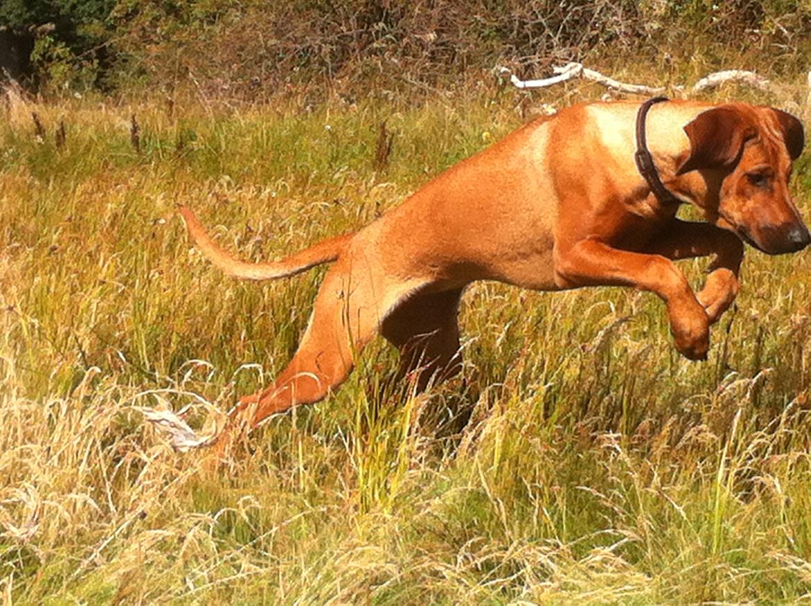 Rhodesian ridgeback Zia billede 4