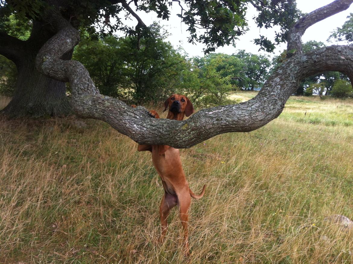 Rhodesian ridgeback Zia billede 5