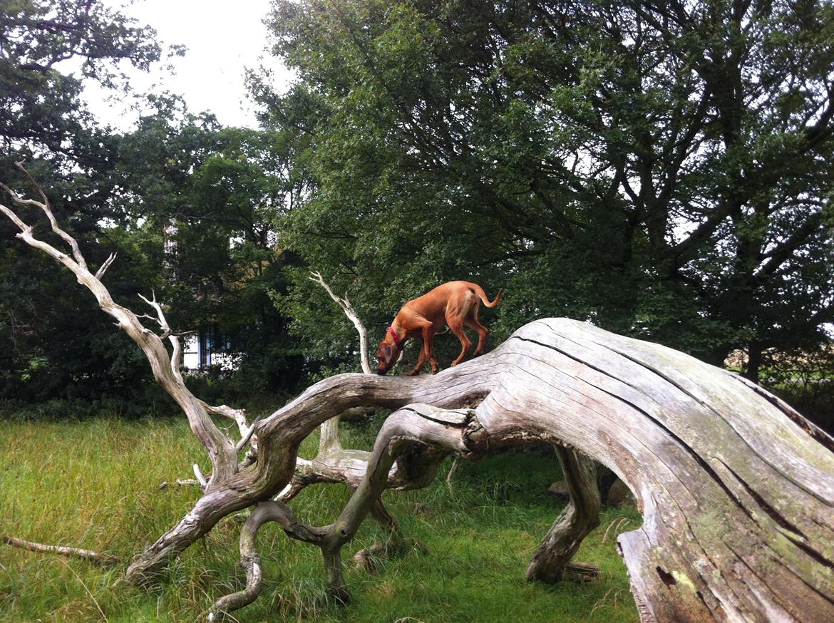 Rhodesian ridgeback Zia billede 6