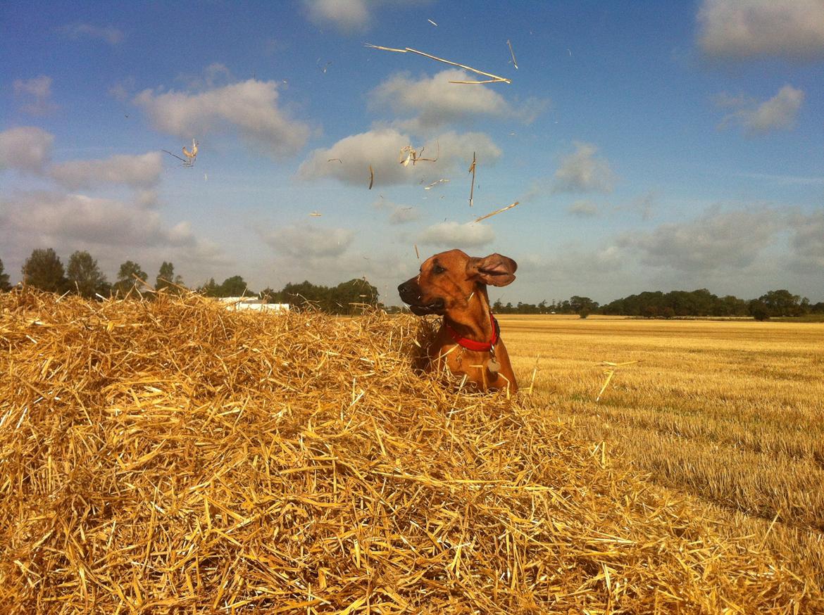 Rhodesian ridgeback Zia billede 7