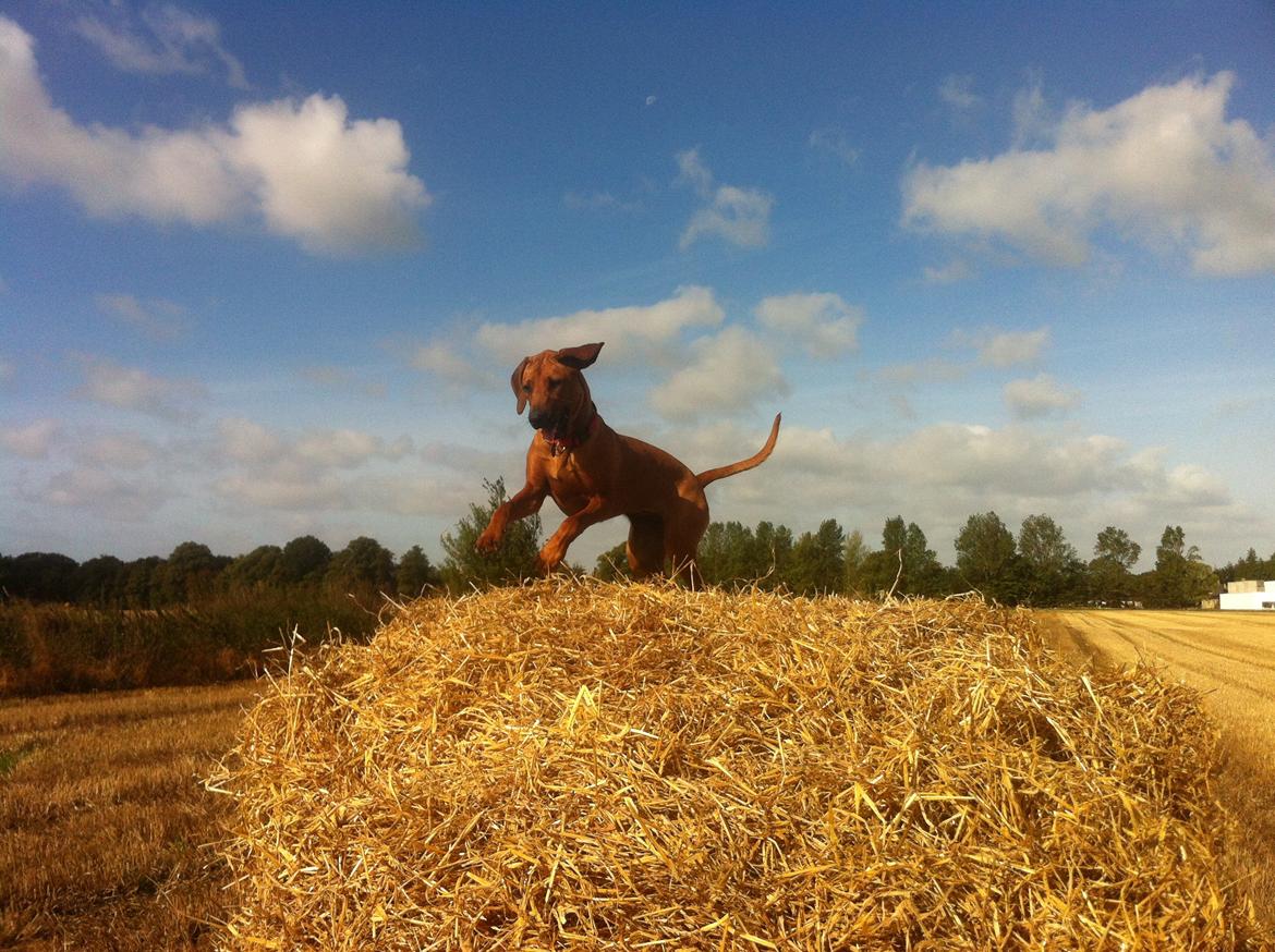 Rhodesian ridgeback Zia billede 8