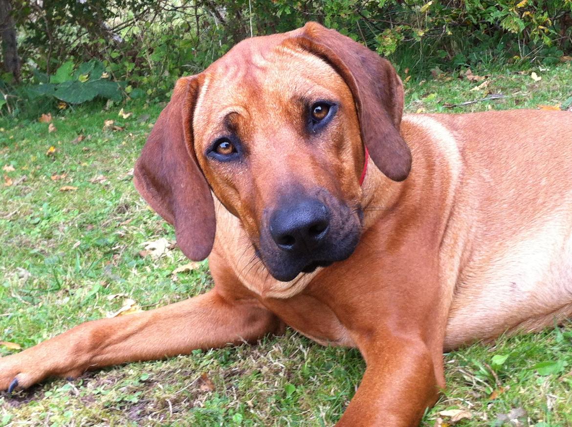Rhodesian ridgeback Zia billede 9