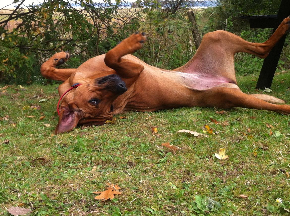 Rhodesian ridgeback Zia billede 10