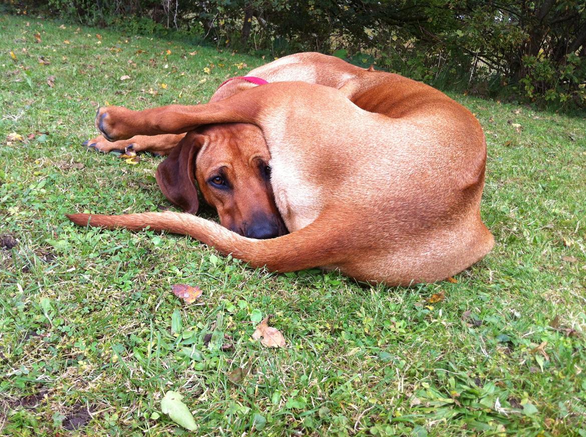 Rhodesian ridgeback Zia billede 11