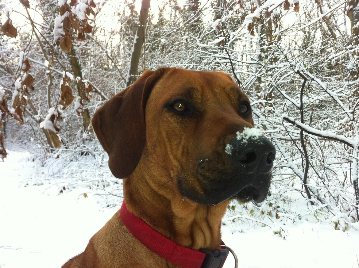 Rhodesian ridgeback Zia billede 12