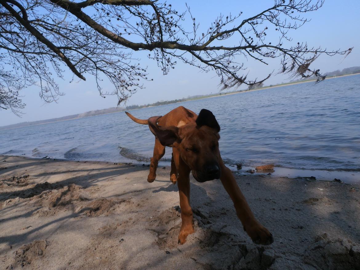 Rhodesian ridgeback Zia billede 13