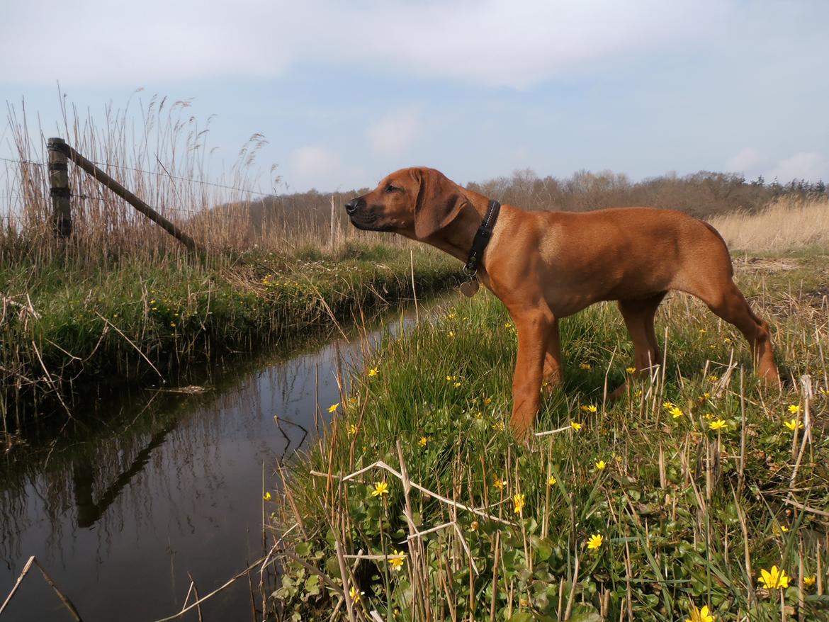 Rhodesian ridgeback Zia billede 14