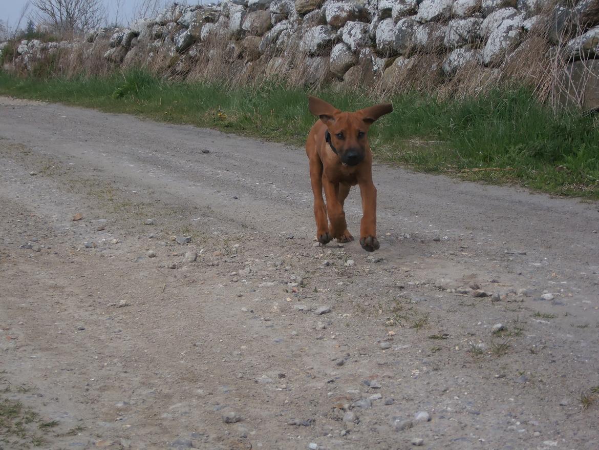 Rhodesian ridgeback Zia billede 15