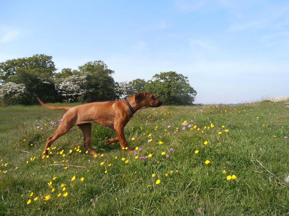 Rhodesian ridgeback Zia billede 16