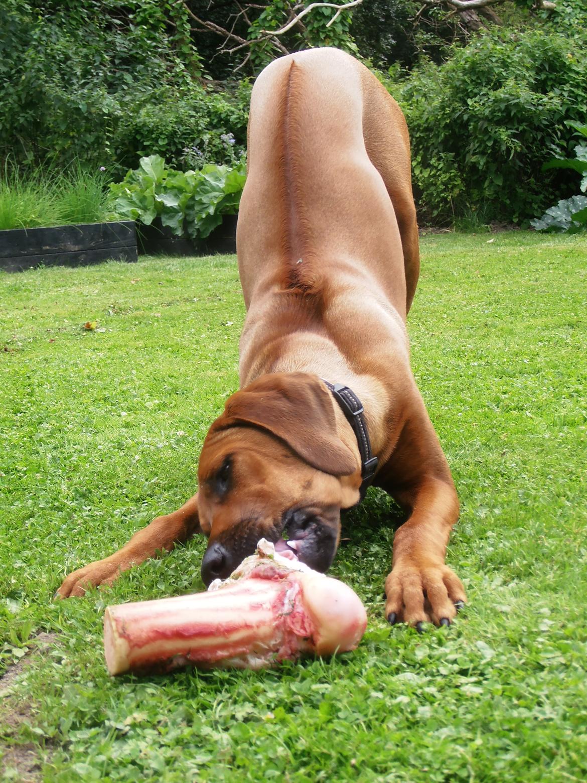 Rhodesian ridgeback Zia billede 17