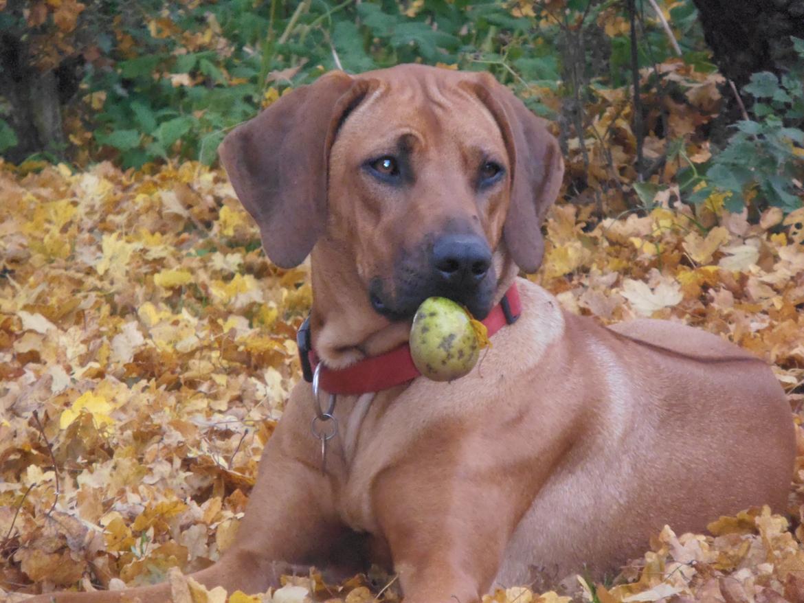 Rhodesian ridgeback Zia billede 18