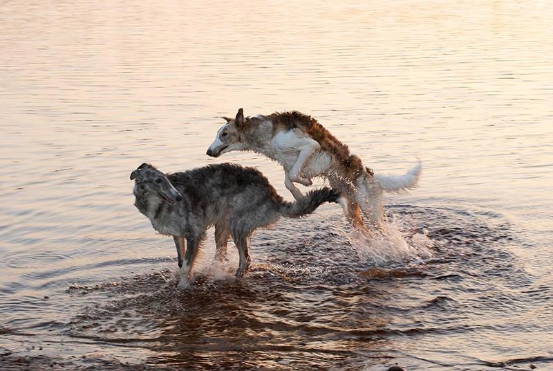 Borzoi Rotteberg aka Rotte - Rotte med sin bror Zebra - 1 år billede 3