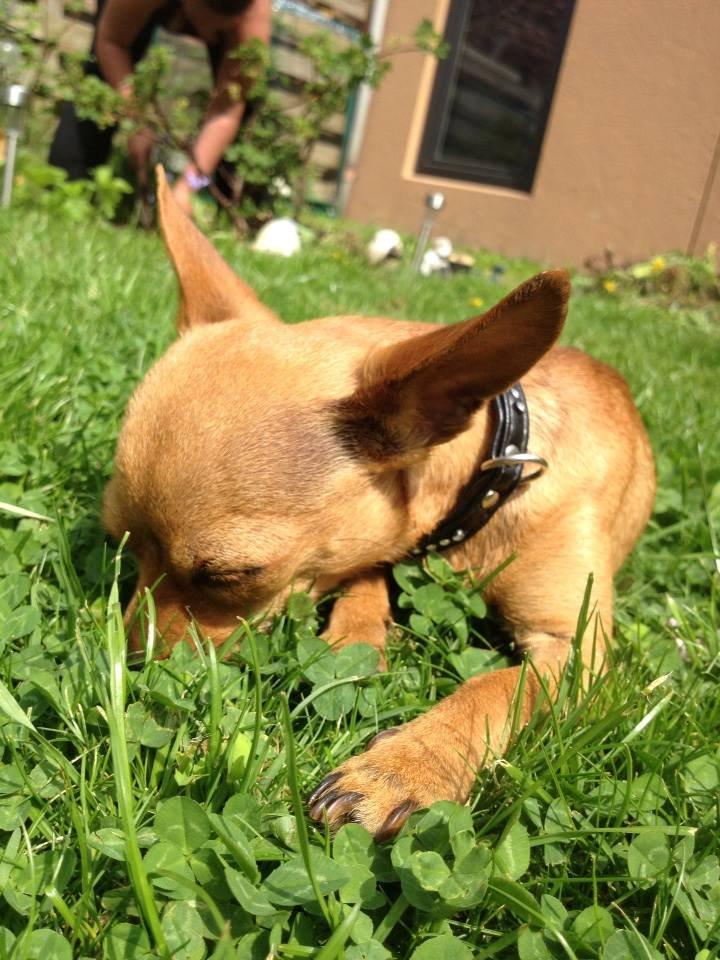 Chihuahua vera billede 9