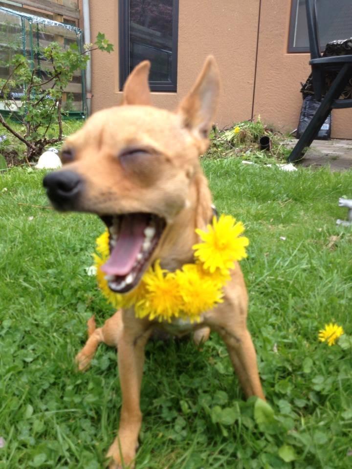 Chihuahua vera billede 3