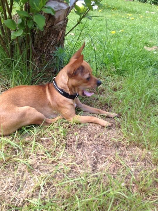 Chihuahua vera billede 16