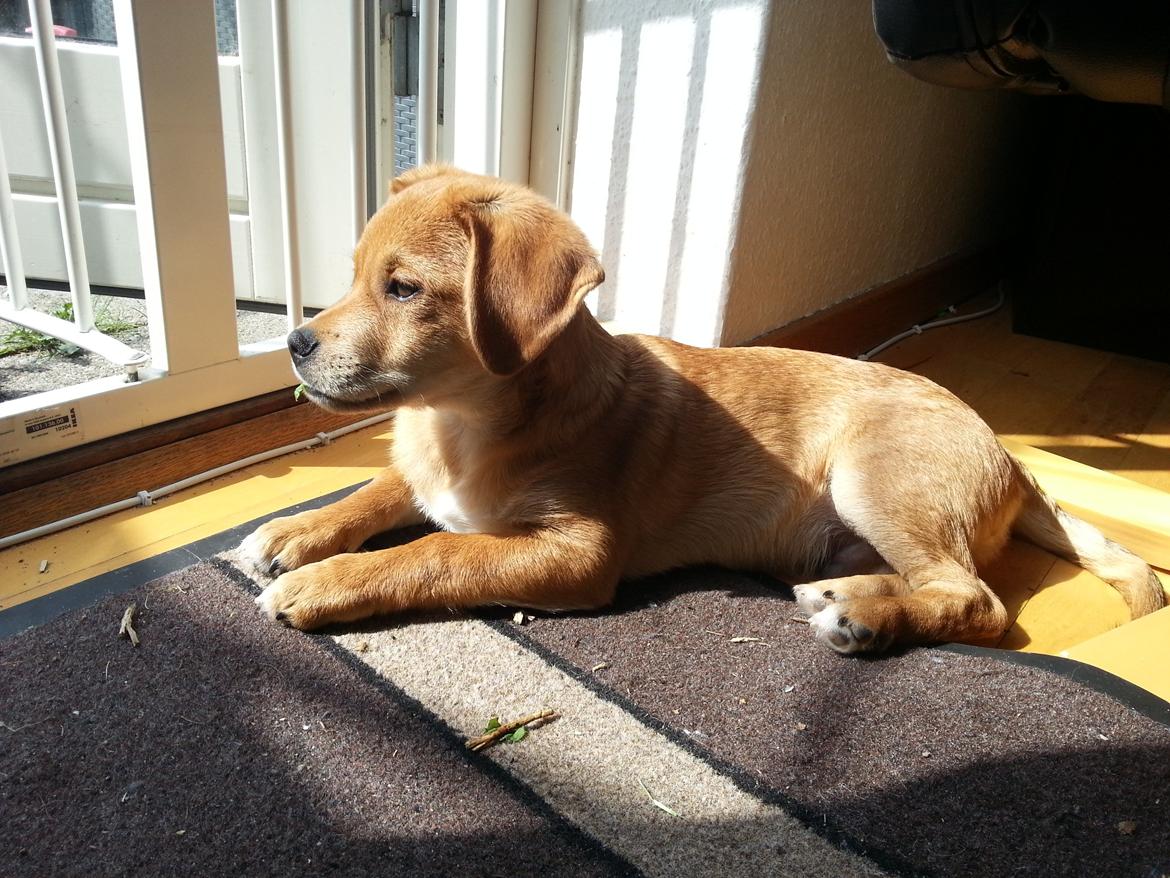 Blanding af racer Schlüter - 17 uger og har fundet sig en dejlig plads i solen. MMMM billede 18