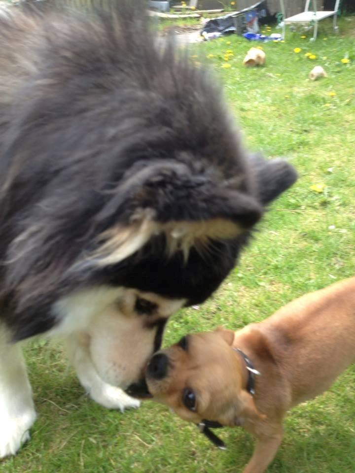 Chihuahua vera billede 7