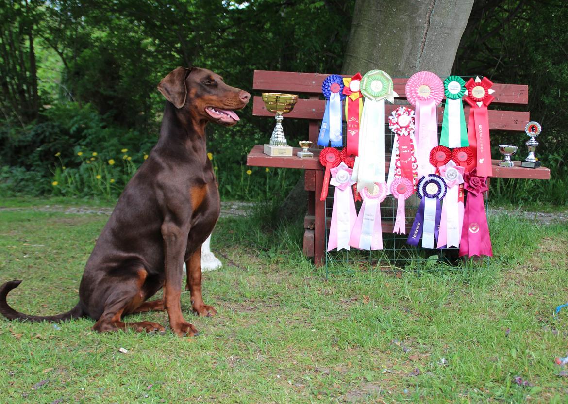 Dobermann DKKV13 AJW13 LUCH Proud Danish Flying Indian Girl billede 25