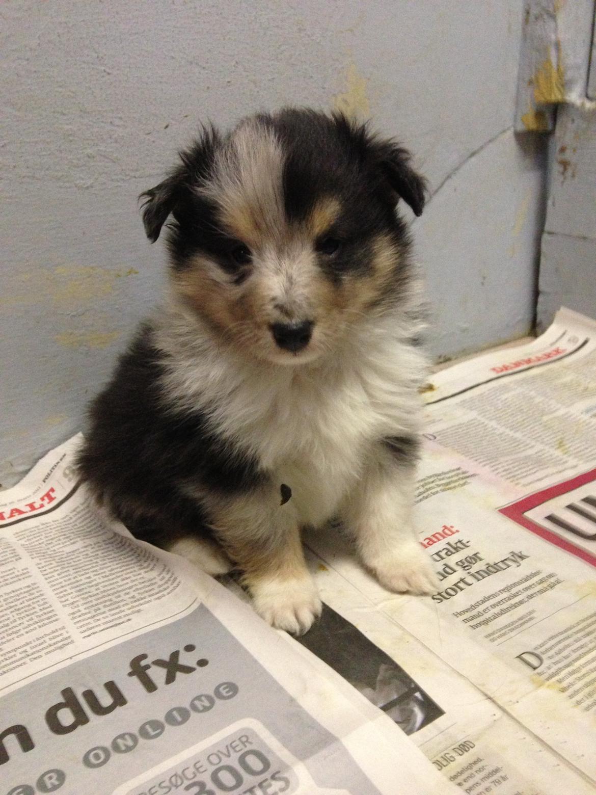 Shetland sheepdog Meeko - 5 uger gammel ca. billede 43