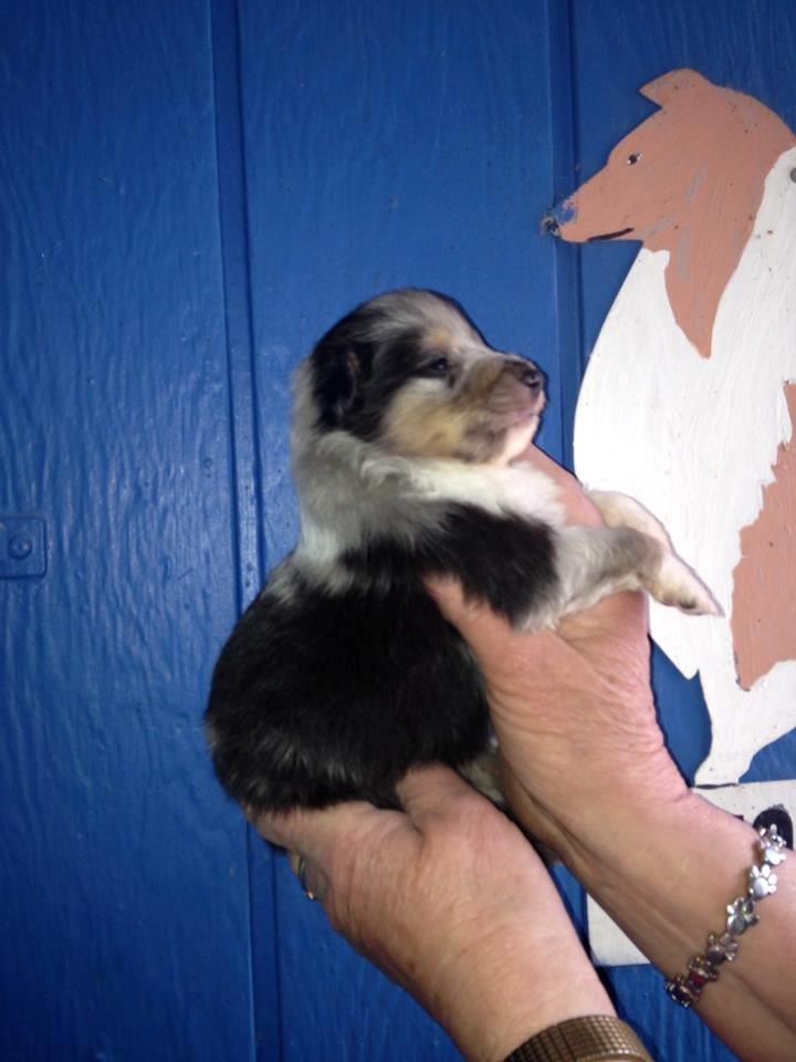 Shetland sheepdog Meeko - 3 uger ca. billede 45