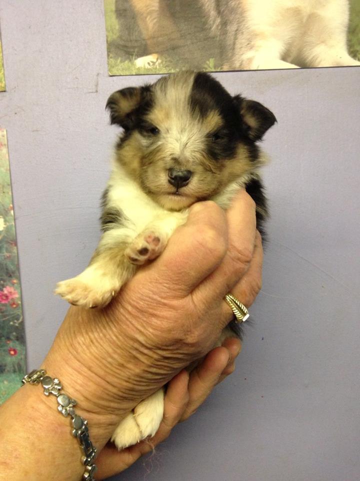 Shetland sheepdog Meeko - 3 uger ca. billede 46