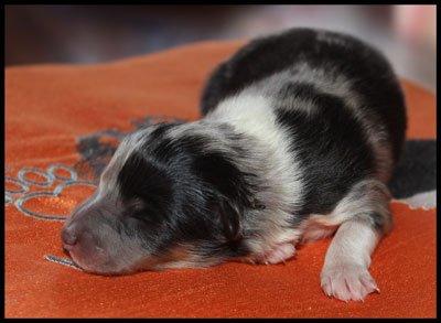 Shetland sheepdog Meeko - 2 dage gammel billede 48