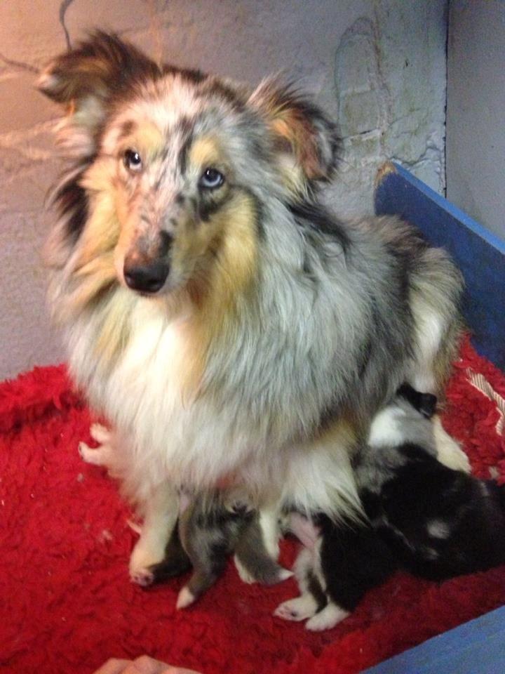 Shetland sheepdog Meeko - Meeko ligger yderst i højre side. 3 uger gamle ca.  billede 47