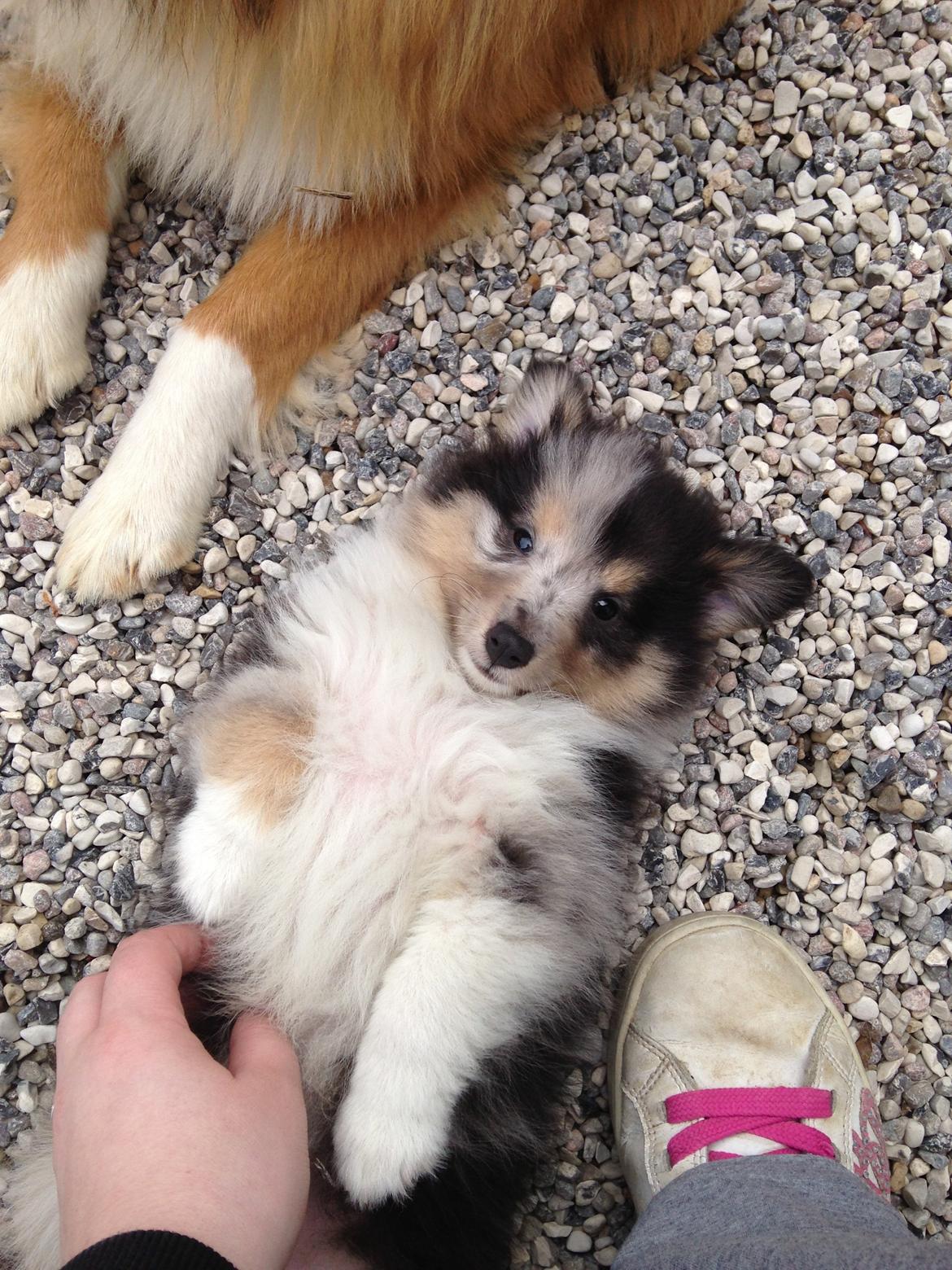 Shetland sheepdog Meeko - 7 uger gammel ca. billede 41