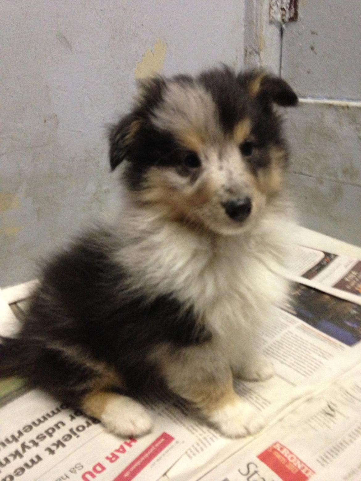 Shetland sheepdog Meeko - 5 uger gammel ca. billede 44