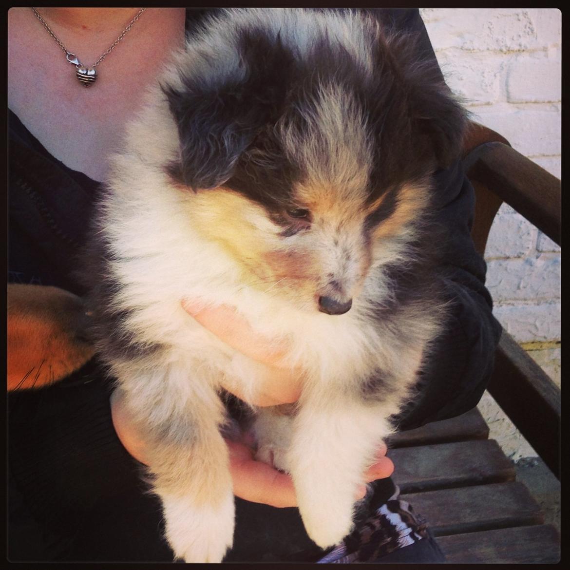 Shetland sheepdog Meeko - 6 uger gammel ca billede 42