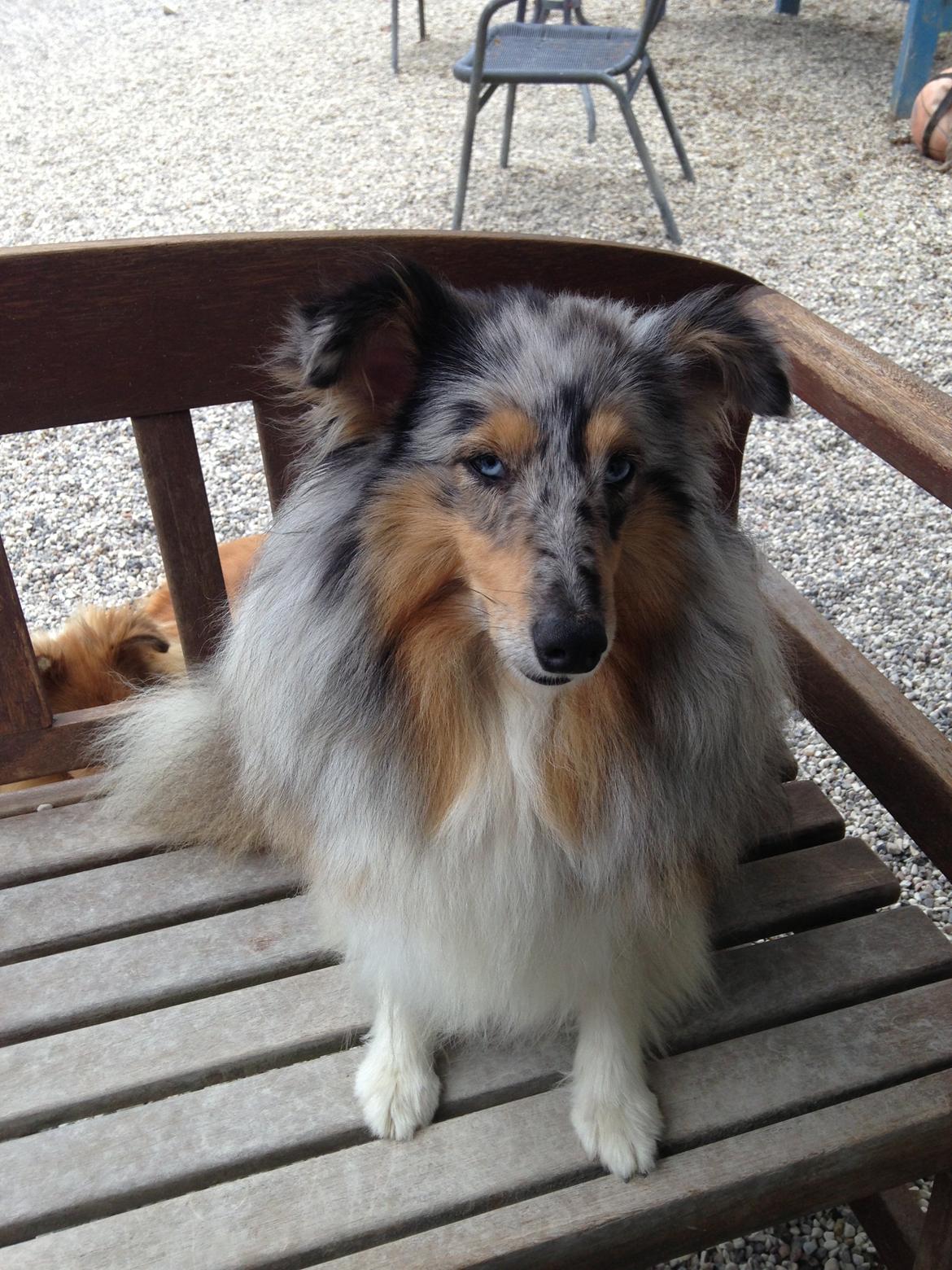 Shetland sheepdog Meeko - Hans mor, Dana. billede 49