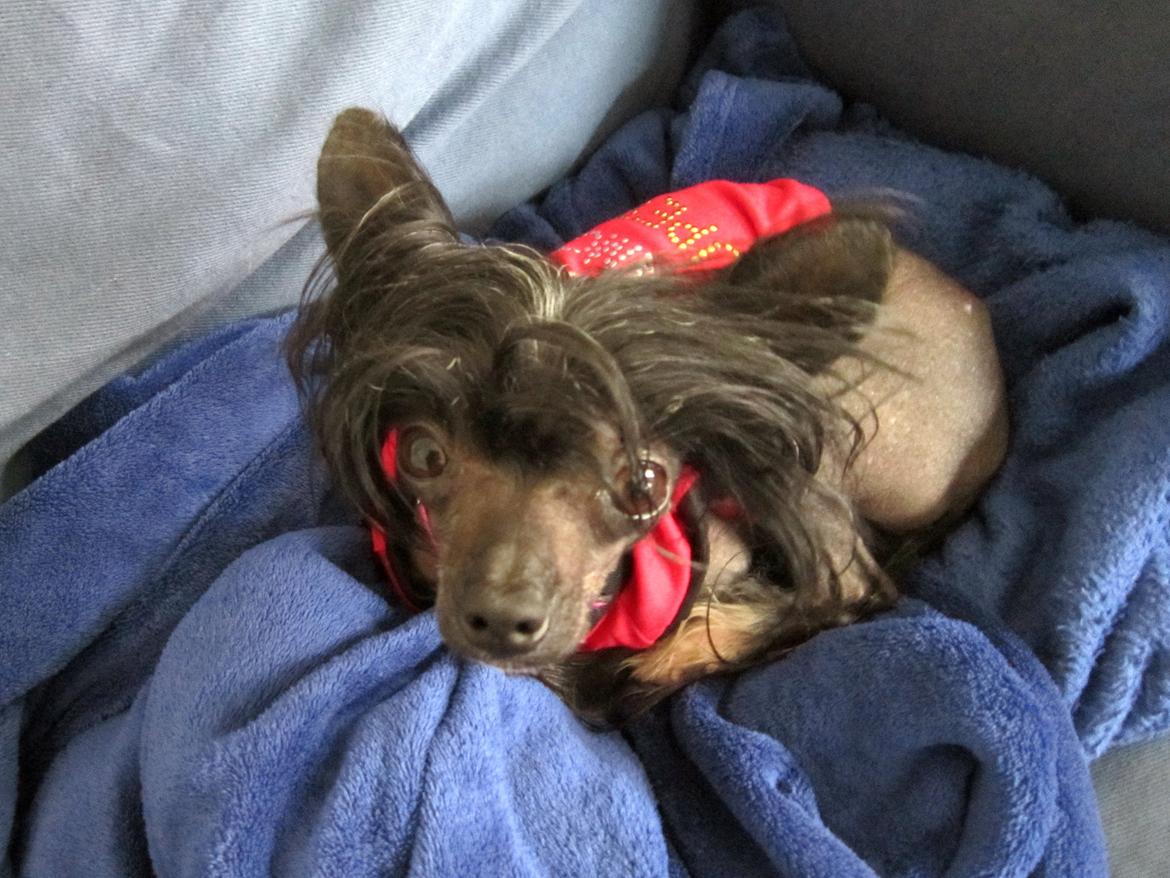 Chinese crested hårløs Belika billede 11