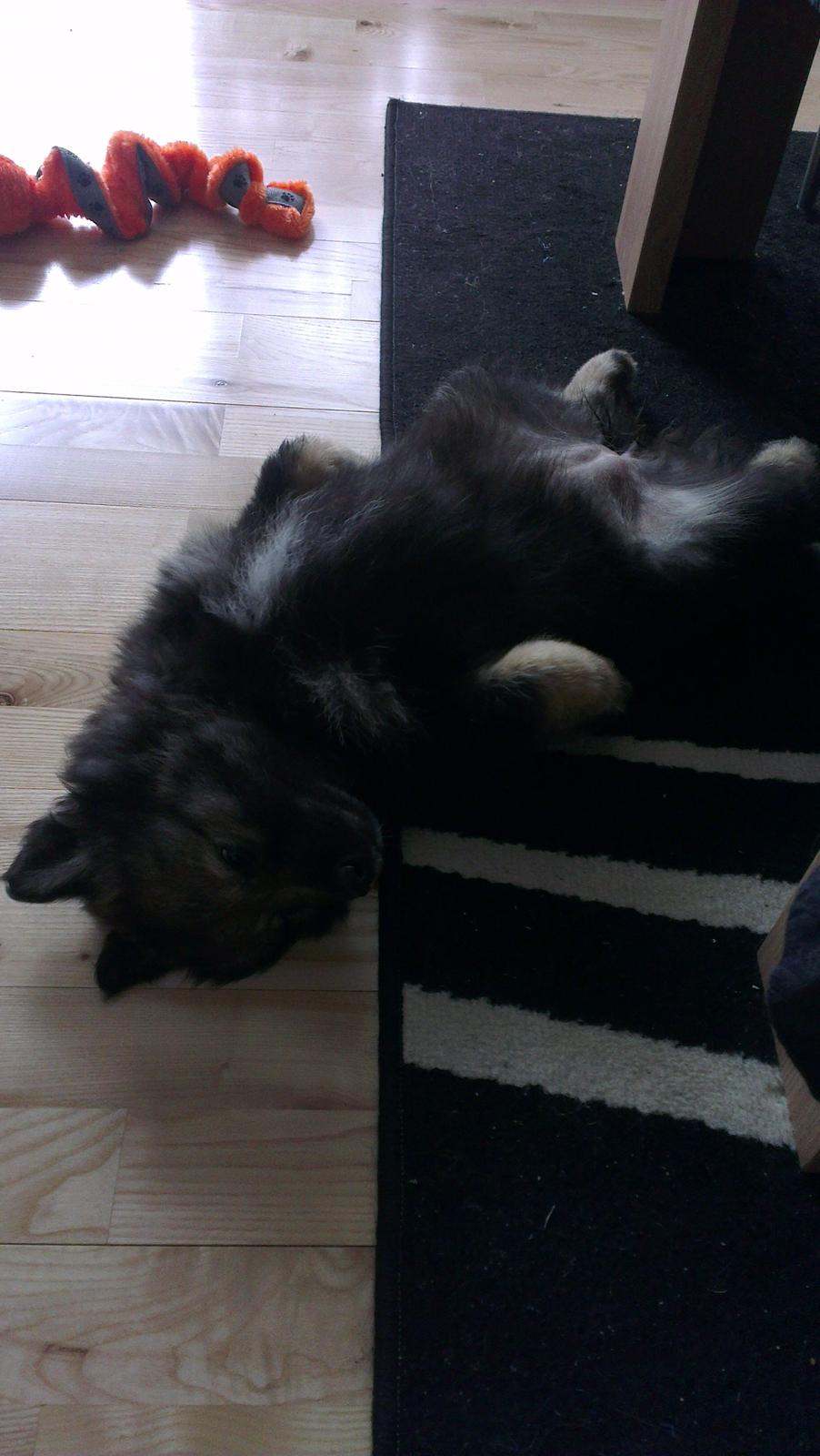 Finsk lapphund Outlaw Roxy billede 2